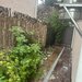 Pipera,